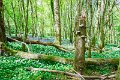 Bluebells and wild garlic in Rossmore Forest Park - May 2017 (12)